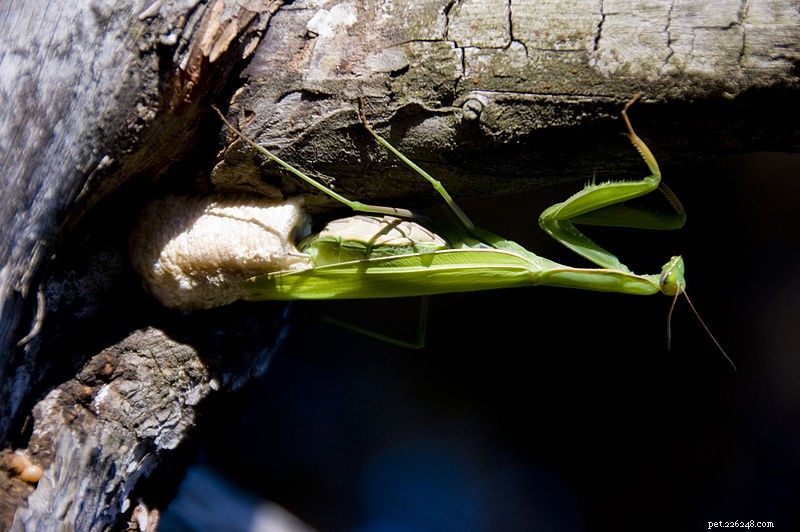 Praying Mantis Egg Cases: A Reliable Food Source for Tiny Amphibians & Invertebrates