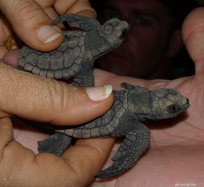 Gulf Oil Spill Aftermath: Sea Turtles and Wildlife Still at Risk