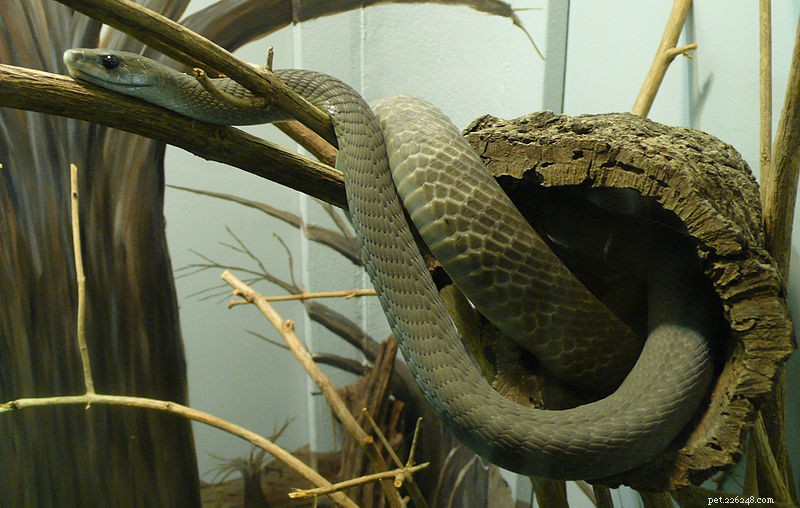 Venomous Snakebite: New Global Study Reveals 4.5M Annual Cases & Expert Insights