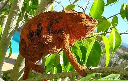 The Ultimate Guide to Chameleon Care: Natural History & Home Habitats
