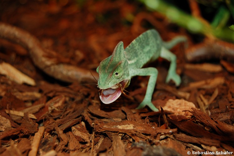 The Ultimate Guide to Chameleon Care: Natural History & Home Habitats