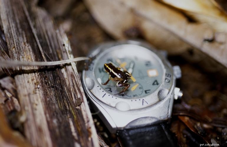 2011: World s Smallest Frogs Unveiled from New Guinea s Rainforests