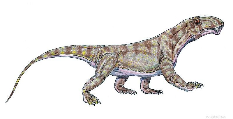Newly Discovered Permian Reptile  Pampaphoneus biccari  Resembles a Komodo Dragon–Tiger Hybrid