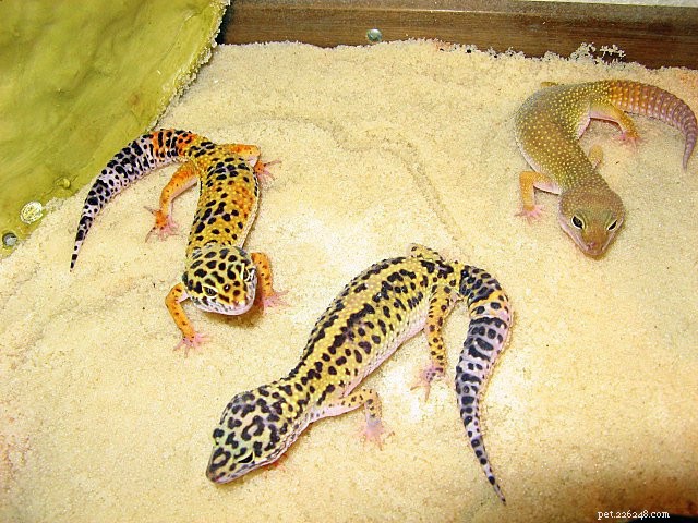 Mastering Leopard Gecko Breeding: Tips for Success