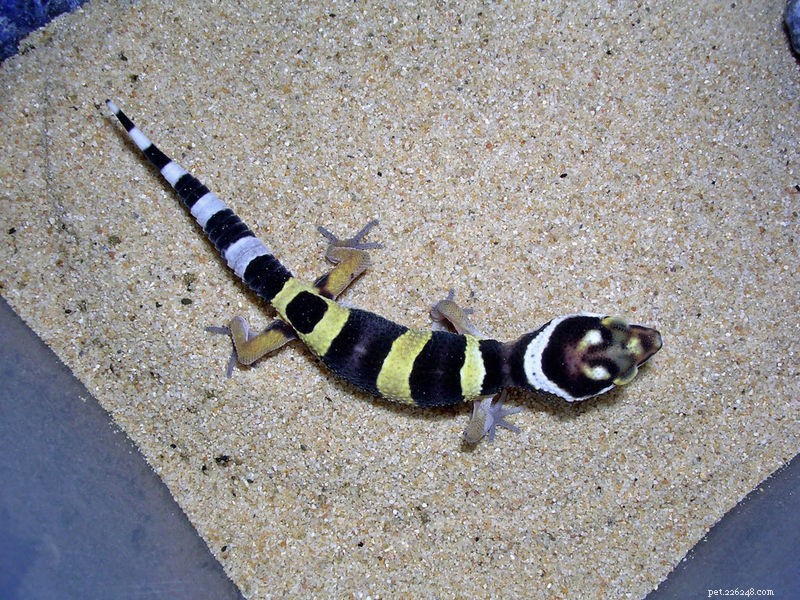 Mastering Leopard Gecko Breeding: Tips for Success