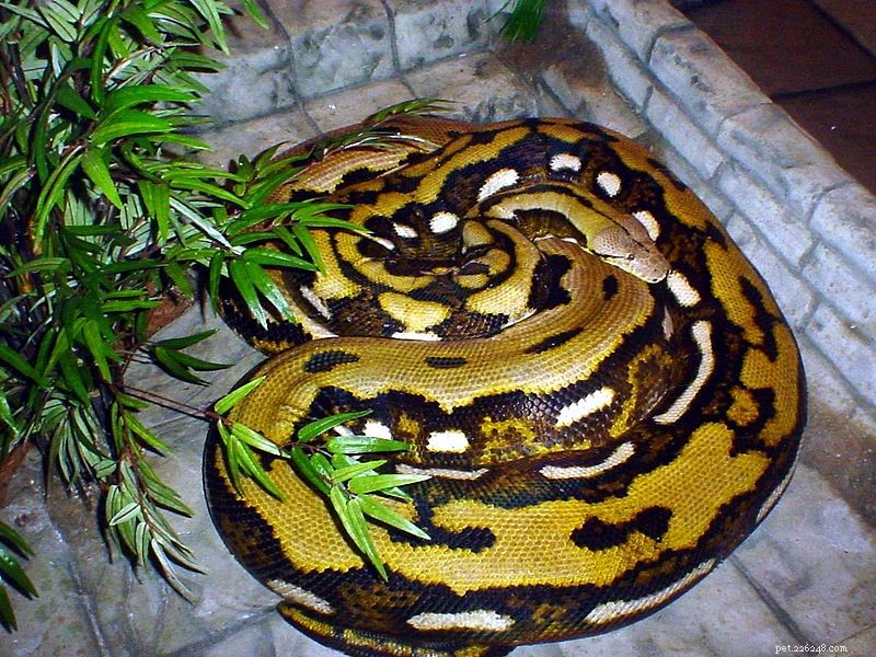 Philippines Giant Python Attacks: 150 Encounters, 6 Fatalities – Expert Analysis
