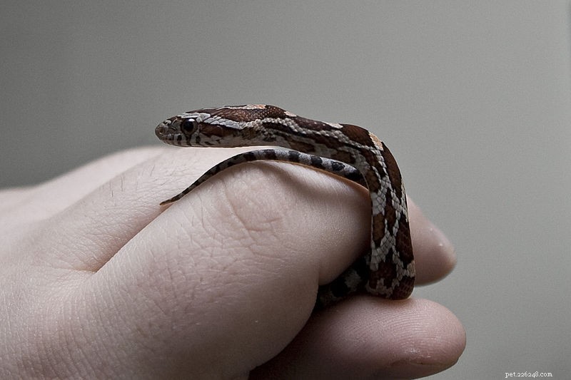 Corn Snakes: A Comprehensive Guide to Their Natural History and Care in Captivity