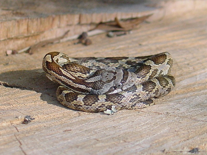 Corn Snakes: A Comprehensive Guide to Their Natural History and Care in Captivity