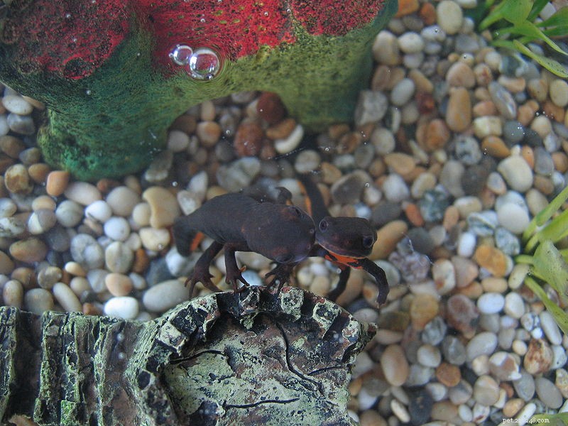 Newts as Pets: Expert Guide to Care, Feeding, and Conservation