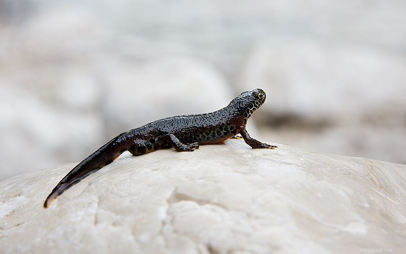 Newts as Pets: Expert Guide to Care, Feeding, and Conservation