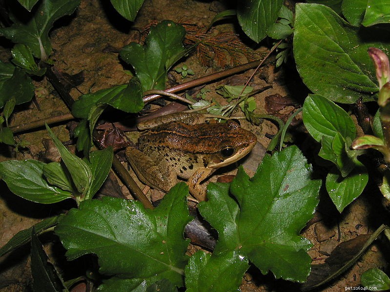 New Study Reveals Emei Music Frogs Convey Burrow Details via Banjo-like Calls