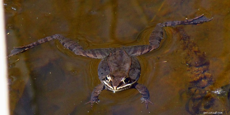 Spotted Salamanders Thrive Amid Roadside Salts and Toxins