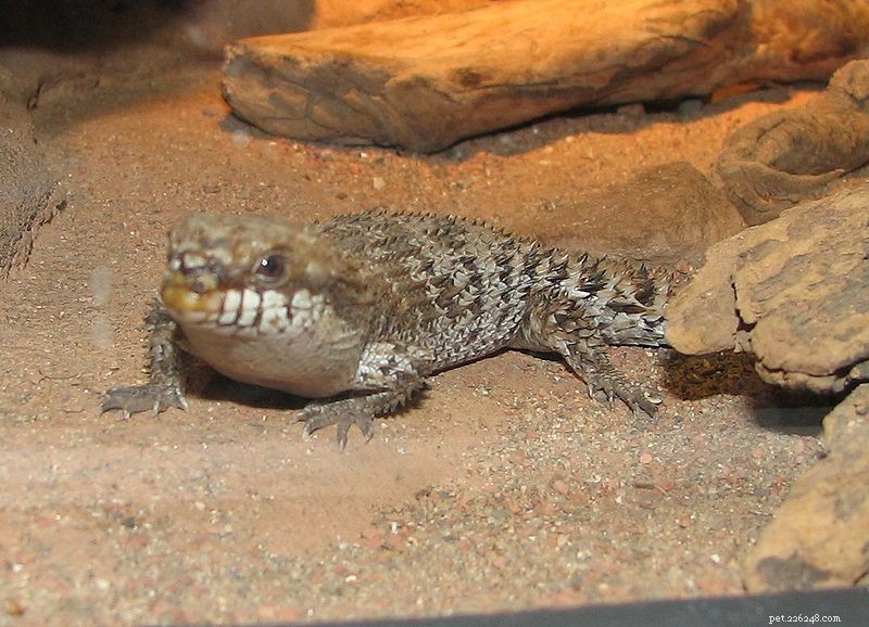 New Skinks, Sea Snakes, and Caecilians: Unexpected Discoveries Reshape Herpetology