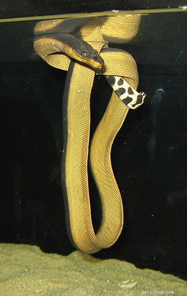 New Skinks, Sea Snakes, and Caecilians: Unexpected Discoveries Reshape Herpetology