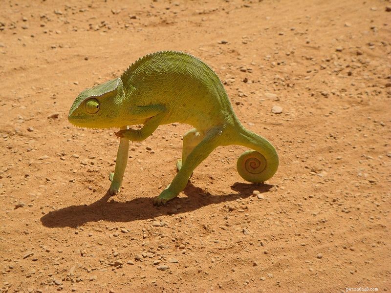 Common Health Issues in Senegal Chameleons & Related Species: A Care Guide