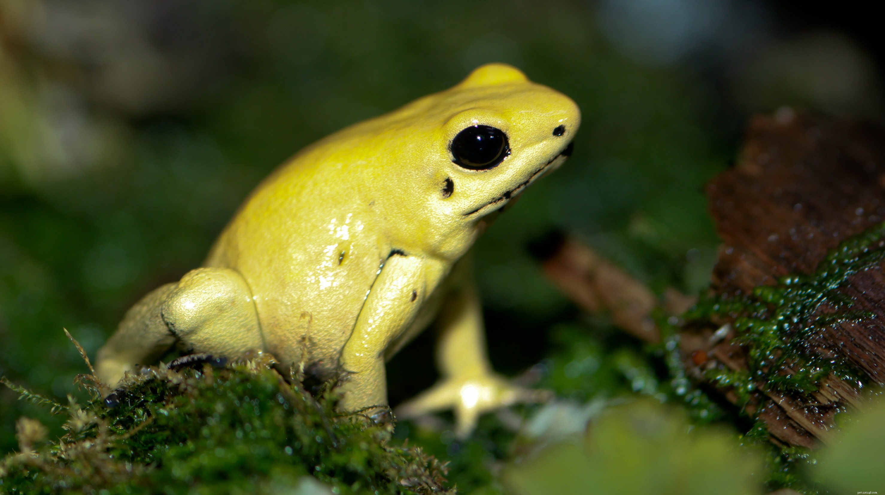 Comprehensive Guide to Dart Poison Frog Care & Natural History