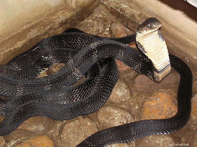 Mastering Snake Hunting: Lessons from Romulus Whitaker
