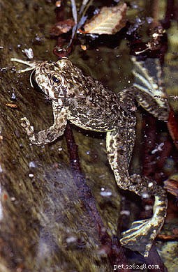 Pacific Chorus Frogs and Chytrid Fungus: Unpacking the Threat to Amphibian Biodiversity