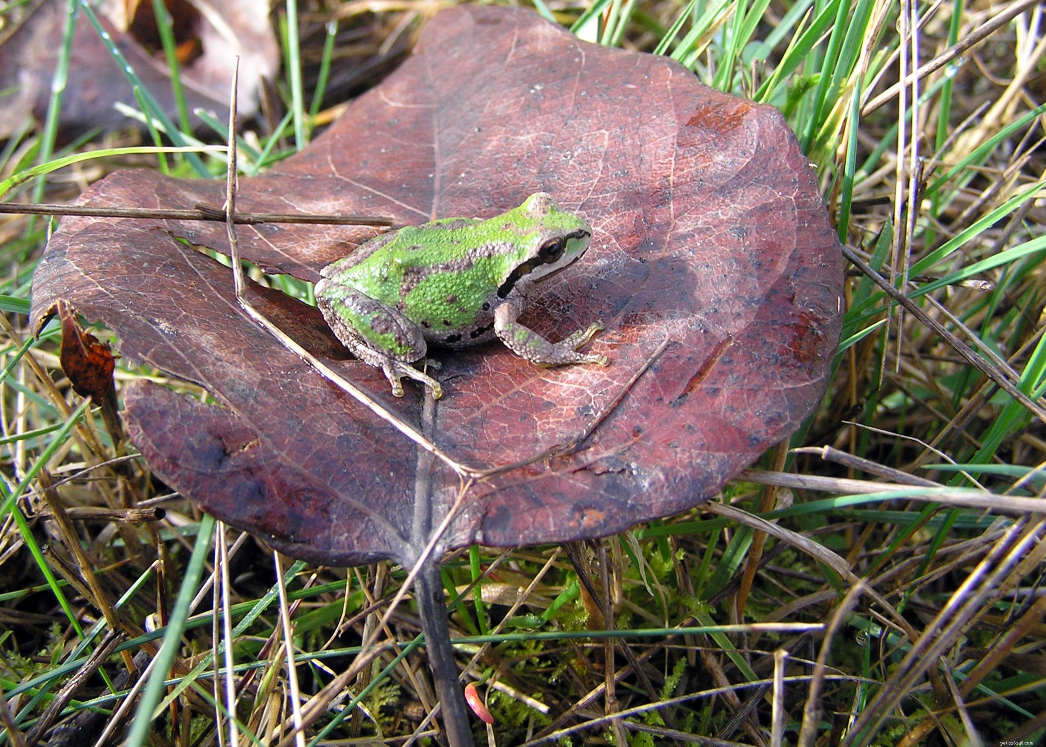 Pacific Chorus Frogs and Chytrid Fungus: Unpacking the Threat to Amphibian Biodiversity