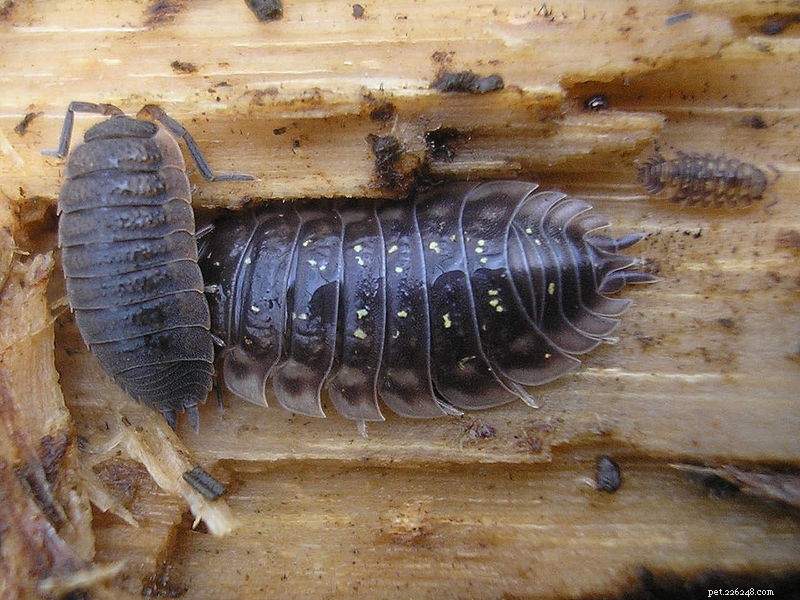 Comprehensive Live Food Care for Reptiles, Amphibians, Tarantulas, and Scorpions