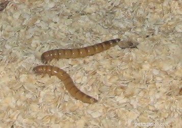 Comprehensive Live Food Care for Reptiles, Amphibians, Tarantulas, and Scorpions