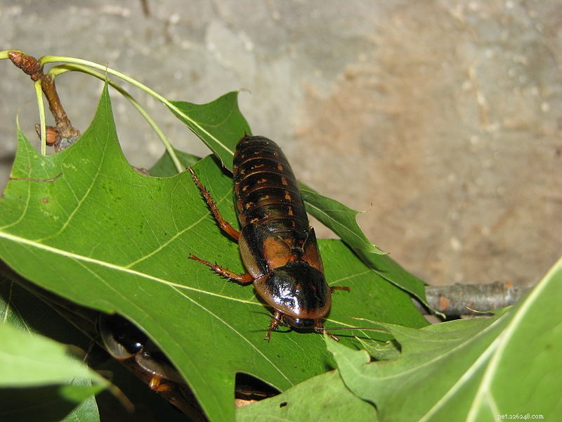 Comprehensive Live Food Care for Reptiles, Amphibians, Tarantulas, and Scorpions
