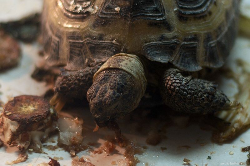 Comprehensive Tortoise Care: Essentials for Desert, Forest, and Grassland Species