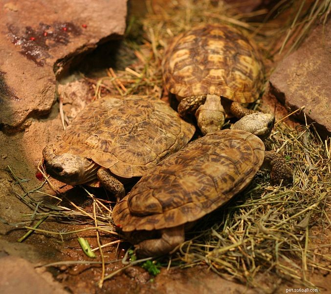 Comprehensive Tortoise Care: Essentials for Desert, Forest, and Grassland Species