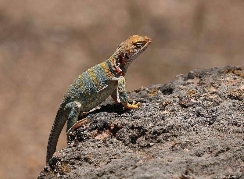 USA’s 2012 ‘Year of the Lizard’: Advancing Conservation for North America’s Unique Species