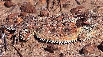 USA’s 2012 ‘Year of the Lizard’: Advancing Conservation for North America’s Unique Species