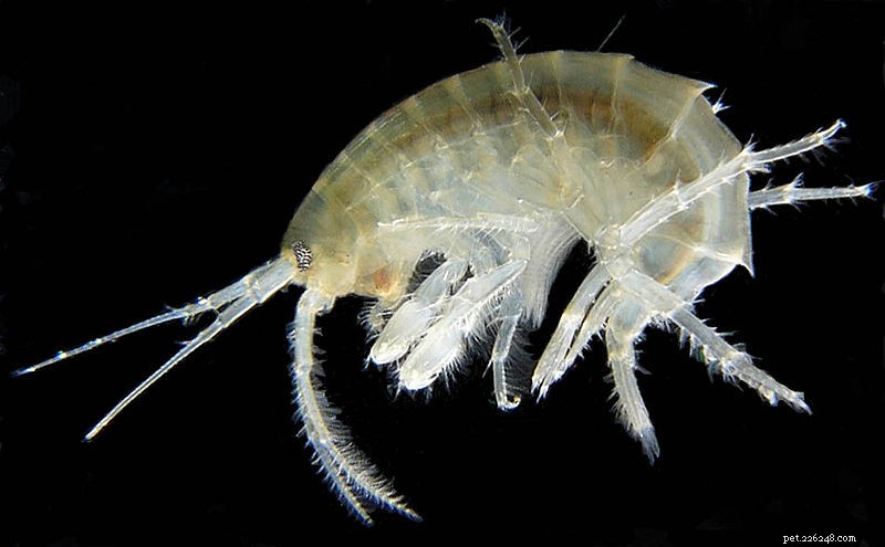 Amphipods: Essential Calcium‑Rich Food for Amphibians & Reptiles