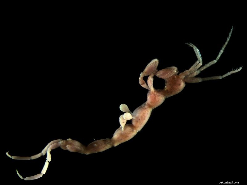 Amphipods: Essential Calcium‑Rich Food for Amphibians & Reptiles