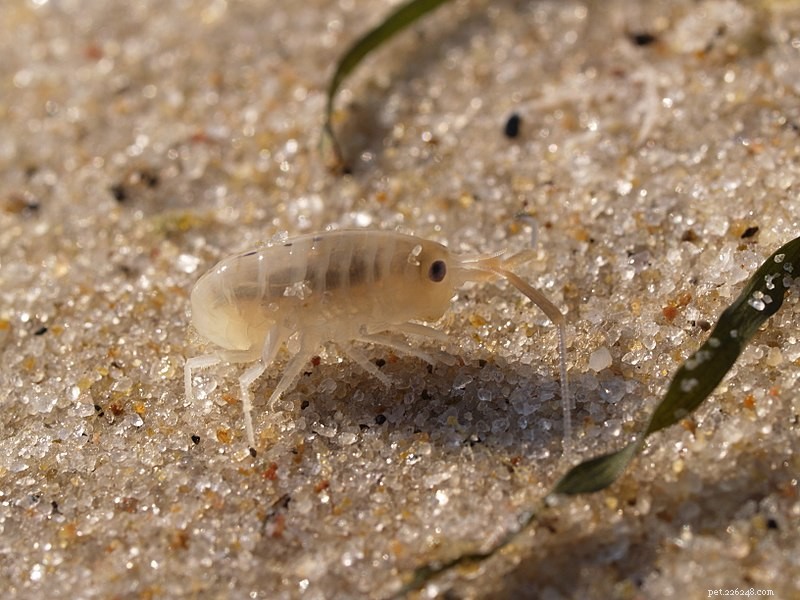 Amphipods: Essential Calcium‑Rich Food for Amphibians & Reptiles