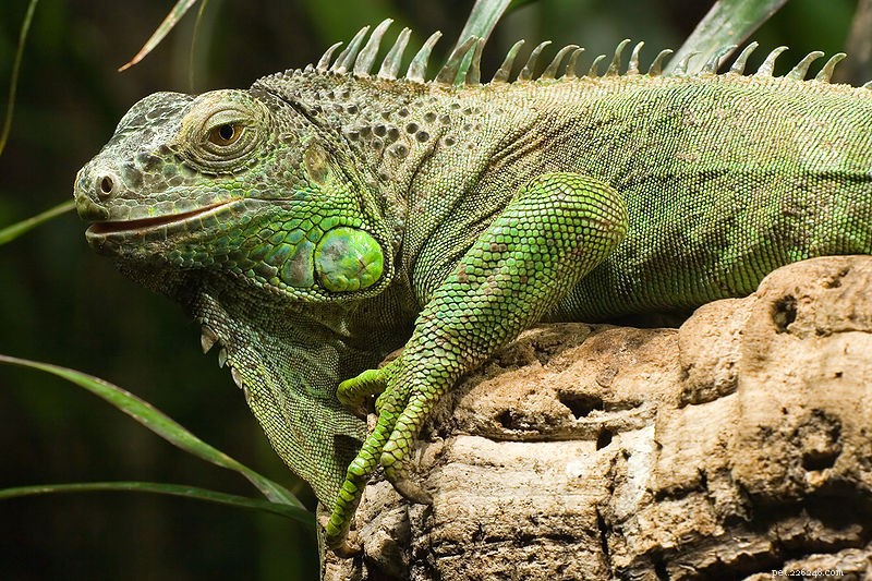 The Ultimate Guide to Green Iguana Care: Housing, Nutrition, and Handling