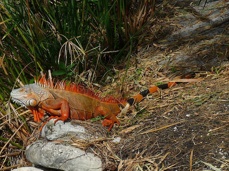 The Ultimate Guide to Green Iguana Care: Housing, Nutrition, and Handling