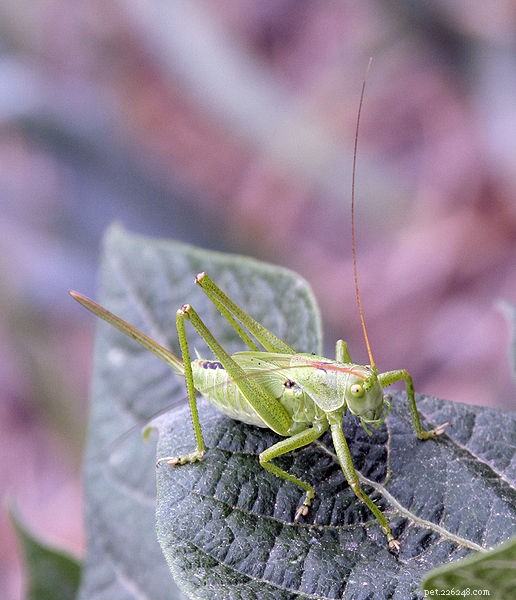 New Insights on Senegal Chameleon Diet: How Nutrition Shapes Prey Selection