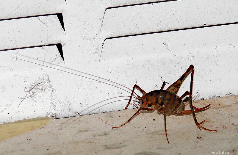Safe, Effective Cricket & Roach Control for Reptile & Amphibian Caretakers