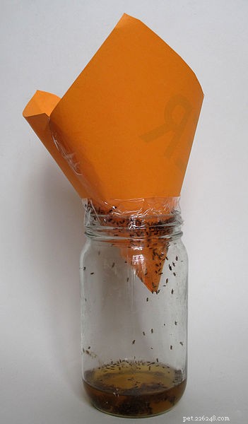 Safe, Effective Cricket & Roach Control for Reptile & Amphibian Caretakers