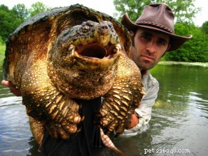 Salt-Water Snapping Turtles: Adaptations and Ecology in Estuarine Habitats