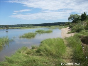 Salt-Water Snapping Turtles: Adaptations and Ecology in Estuarine Habitats