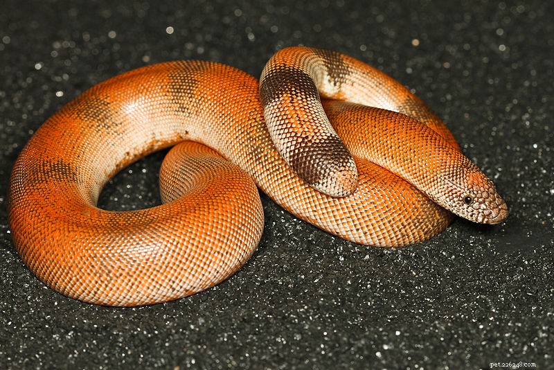 Rosy and Sand Boas: Complete Care, Breeding, and Natural History Guide