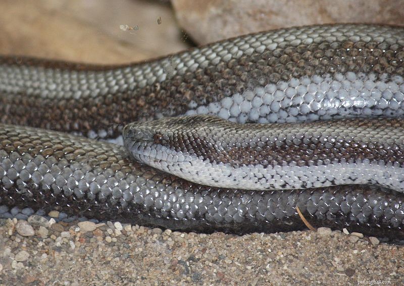 Rosy and Sand Boas: Complete Care, Breeding, and Natural History Guide