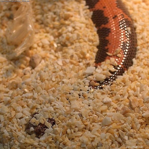 Rosy and Sand Boas: Complete Care, Breeding, and Natural History Guide