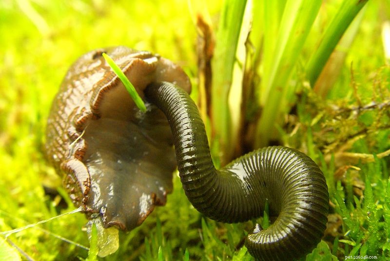 The Crucial Role of Insects & Invertebrates – Why Their Survival Matters