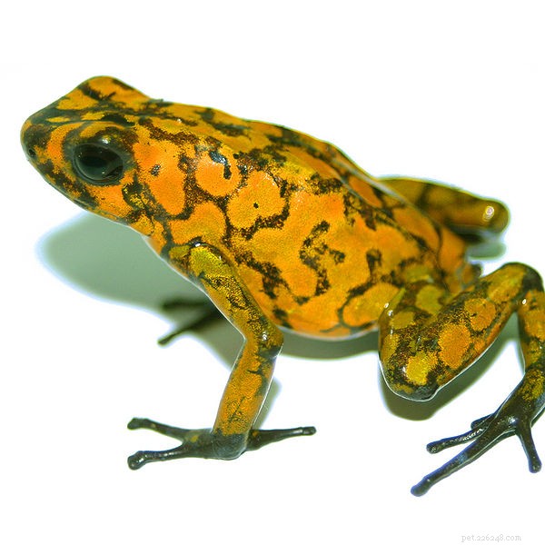 Wikiri’s Innovative Approach: Harnessing Pet Trade and Zoo Partnerships for Frog Conservation
