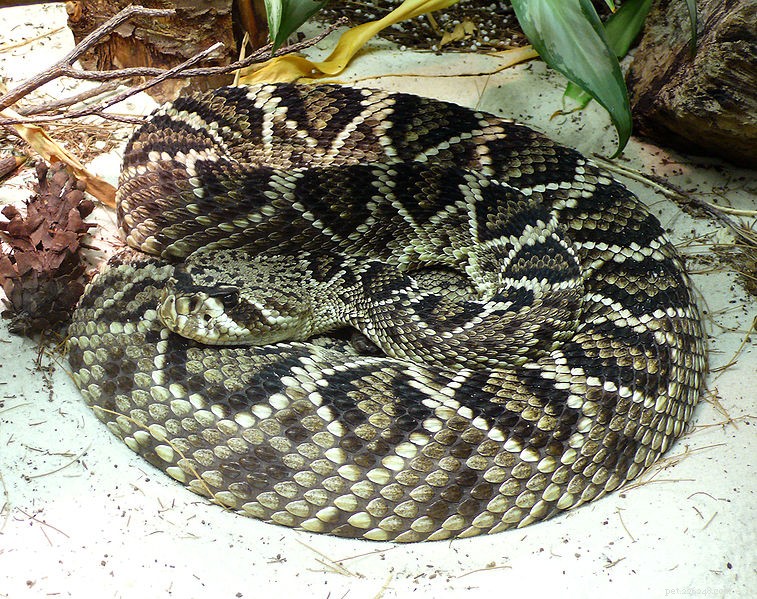 Eastern Diamondback Rattlesnake Facts: North America s Largest Rattler Explained