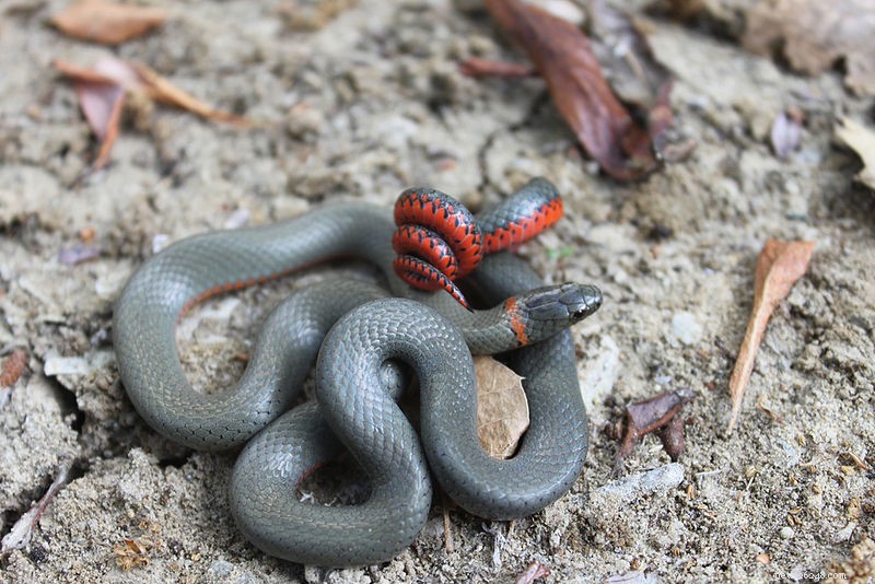 Seeking Endangered Species Protection for 53 U.S. Reptiles and Amphibians
