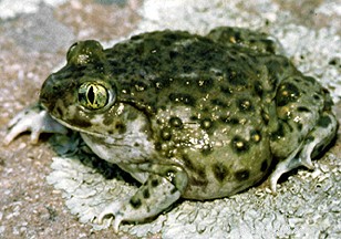 Seeking Endangered Species Protection for 53 U.S. Reptiles and Amphibians