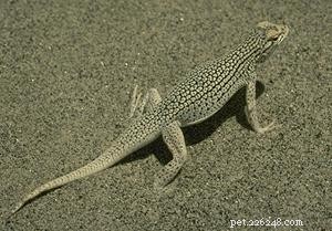 Seeking Endangered Species Protection for 53 U.S. Reptiles and Amphibians