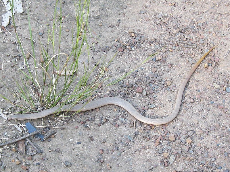 Snake Lizards: Remarkable Legless Predators in the Wild and Captivity
